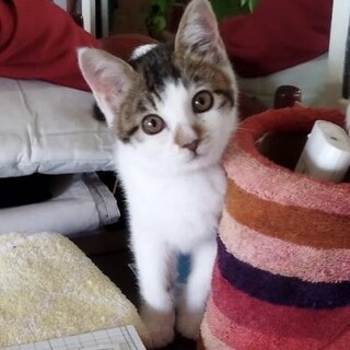 里親決定。かんなちゃん