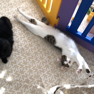 他猫大好き❤性格◎生後半年齢の男の子里親募集！