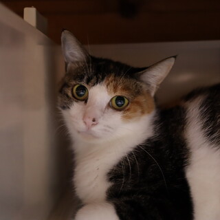 三毛のべっぴんさん・たんぽぽ