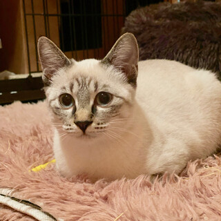 【シャムMIX】ブルーの瞳と美しい被毛