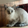 【シャムMIX】ブルーの瞳と美しい被毛 サムネイル6