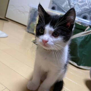 おっとり可愛い黒白子猫のじろうちゃん！