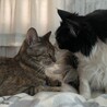 たぬきつねこ