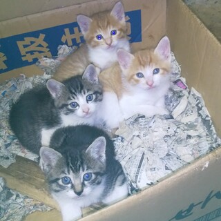 人慣れした兄妹達です。