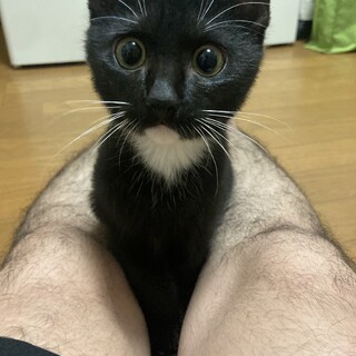 沖縄 元気で人懐っこい３ヶ月半のオスネコちゃん