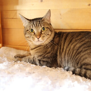 可愛さ急成長！テトラくん