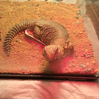 ゲーリートゲアマガ