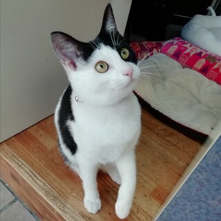 白黒・クーちゃん