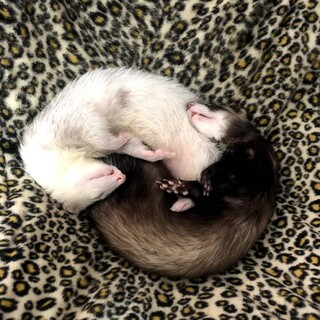 フェレット4匹の里親募集