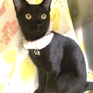 人が大好き❤️黒猫のみちるくん