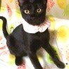 人が大好き❤️黒猫のみちるくん サムネイル2