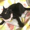 人が大好き❤️黒猫のみちるくん サムネイル3