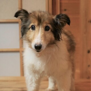 あさりちゃん　おとなしめのこぶりなシェルティ