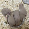 11月10日産まれのキンクマハムスター サムネイル2