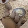 11月10日産まれのキンクマハムスター サムネイル4