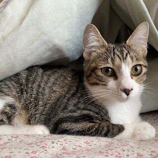 ちょっと人見知りなあかりちゃん