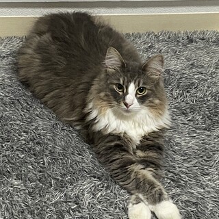 とっても美人な女の子