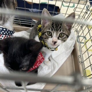 ✈︎空港出身✈︎の子猫の家族募集