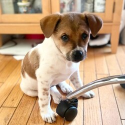 お散歩練習中 サムネイル2