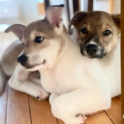 お散歩練習中 サムネイル3