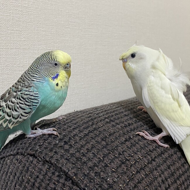 まっぴいのカバー写真