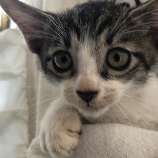 7月25日に産まれた子猫