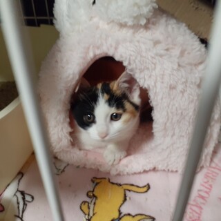 淋しがりやのモチフワな可愛いミケちゃん❤️