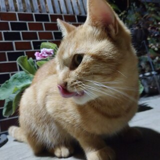 甘えん坊の茶トラの男の子(2才前後)