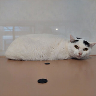 行き場のない猫さんです