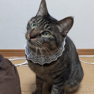 人馴れ抜群！甘えん坊の男の子★ハリーくん
