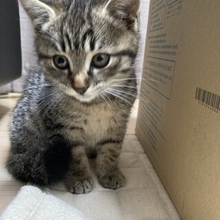 人懐っこく甘えん坊、ねこ、わんことも仲良く出来ます