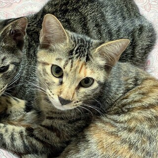 2月5日★堺市里親会★あげぱん