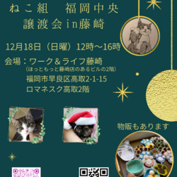 ねこ組福岡中央譲渡会in藤崎