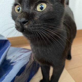 豊橋　子猫里親募集