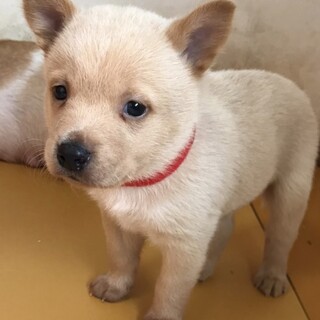 保護犬♂めっちゃ可愛いシュン君