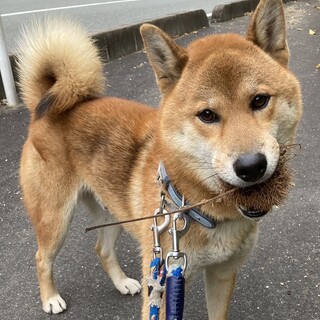 お散歩大好き！ジロウくん