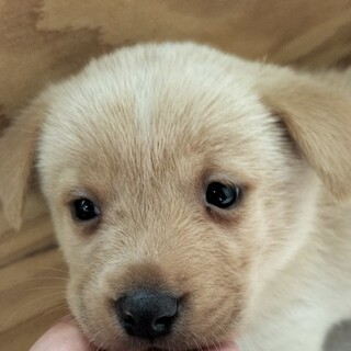 保護犬♀めっちゃ可愛いメイちゃん