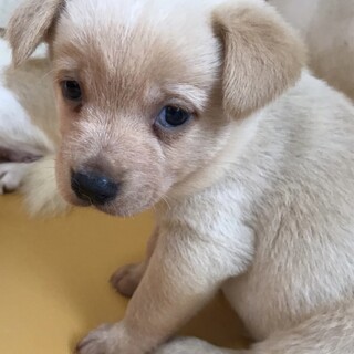 保護犬♂めっちゃ可愛いひなた君