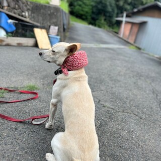 さすらい犬（笑）賢いスノー