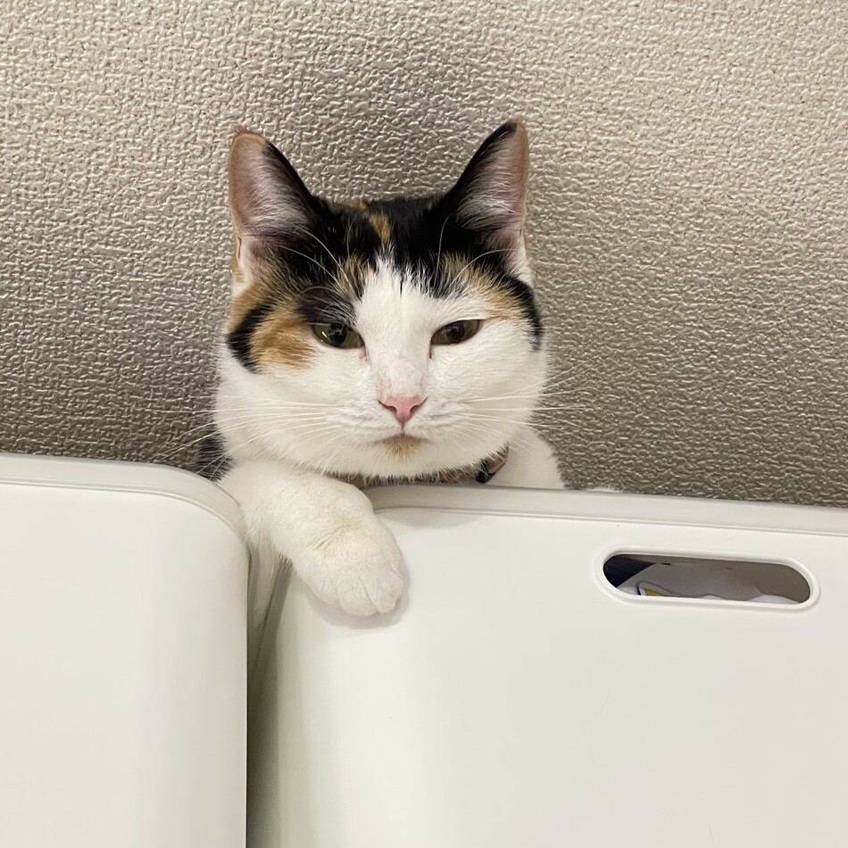 ほたてのカバー写真