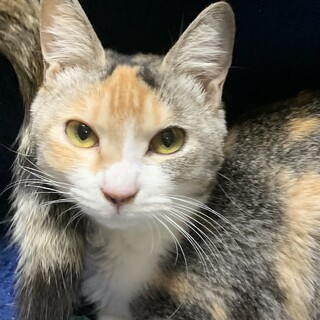 11/27(日)保護ねこ譲渡会出陣！