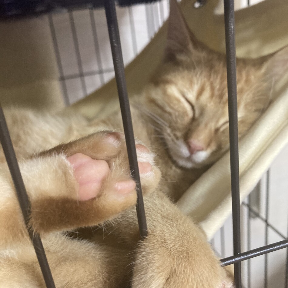 しらすのカバー写真