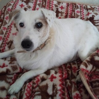 痩せたら絶対美犬！！　てんちゃん