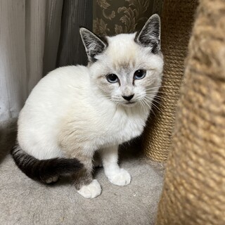 シャムMIXの男の子　生後３ヶ月