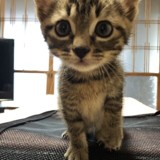 可愛いキジトラカツオ君