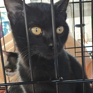 デレデレのクロの子猫です