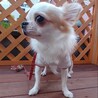 ビビリ屋さん　ロングコートチワワのクオーレくん サムネイル2