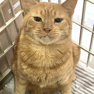 【11/27 東日本橋】穏やかで物静な♡まるくん