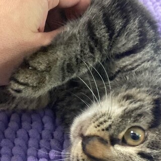 モフモフスリスリゴロゴロモフモフ♡
