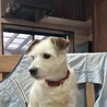 テリアMixの里親緊急募集 サムネイル2